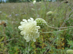 Scabiosa ochroleuca