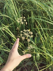 Cicuta virosa