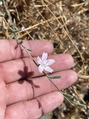 Stephanomeria virgata