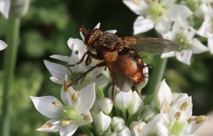 Tachina fera