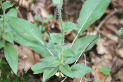 Hieracium murorum