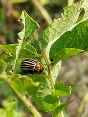 Leptinotarsa decemlineata