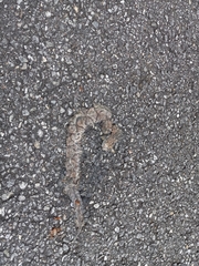 Agkistrodon contortrix