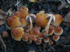 Coprinellus saccharinus