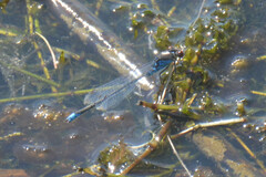 Erythromma viridulum