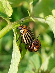 Leptinotarsa decemlineata