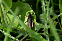 Gomphocerippus rufus