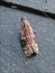 Euzophera semifuneralis