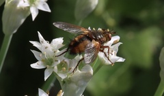 Tachina fera