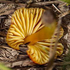 Hygrocybe miniata