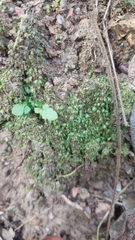 Leucobryum javense