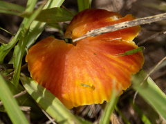 Hygrocybe miniata