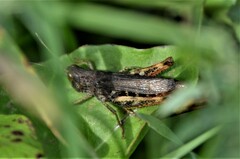 Gomphocerippus rufus