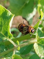 Leptinotarsa decemlineata