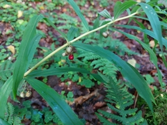 Polygonatum verticillatum