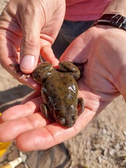 Xenopus laevis