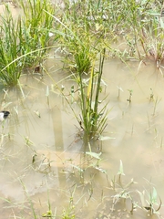 Cyperus difformis