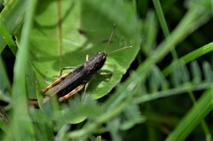 Gomphocerippus rufus