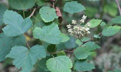 Physocarpus opulifolius