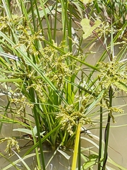Cyperus difformis