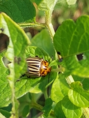 Leptinotarsa decemlineata