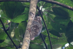 Galeopterus variegatus