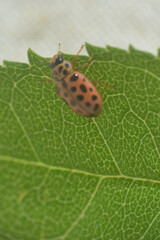 Anisosticta novemdecimpunctata