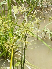 Cyperus difformis