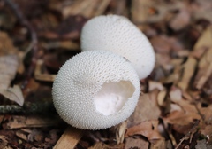 Lycoperdon perlatum