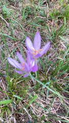Colchicum autumnale