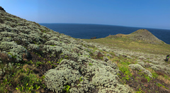 Crossostephium chinense