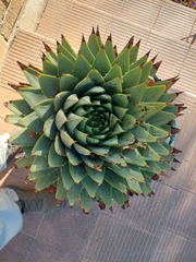 Aloe polyphylla