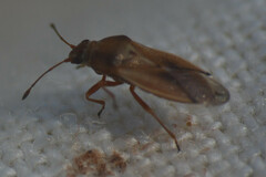 Cymus melanocephalus