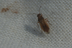 Cymus melanocephalus