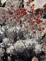 Eriogonum saxatile