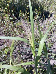 Panicum capillare