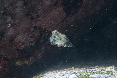 Anampses caeruleopunctatus