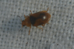 Coccidula scutellata