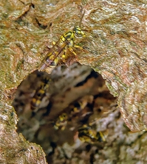 Ropalidia flavopicta