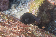 Acanthurus nigrofuscus