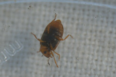 Coccidula scutellata