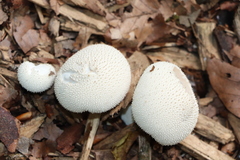 Lycoperdon perlatum