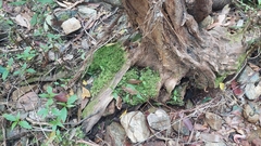 Racopilum cuspidigerum