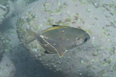 Monodactylus argenteus