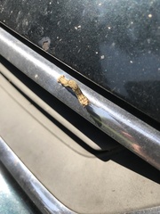 Ectropis crepuscularia