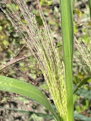 Panicum capillare