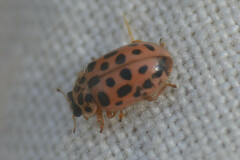 Anisosticta novemdecimpunctata