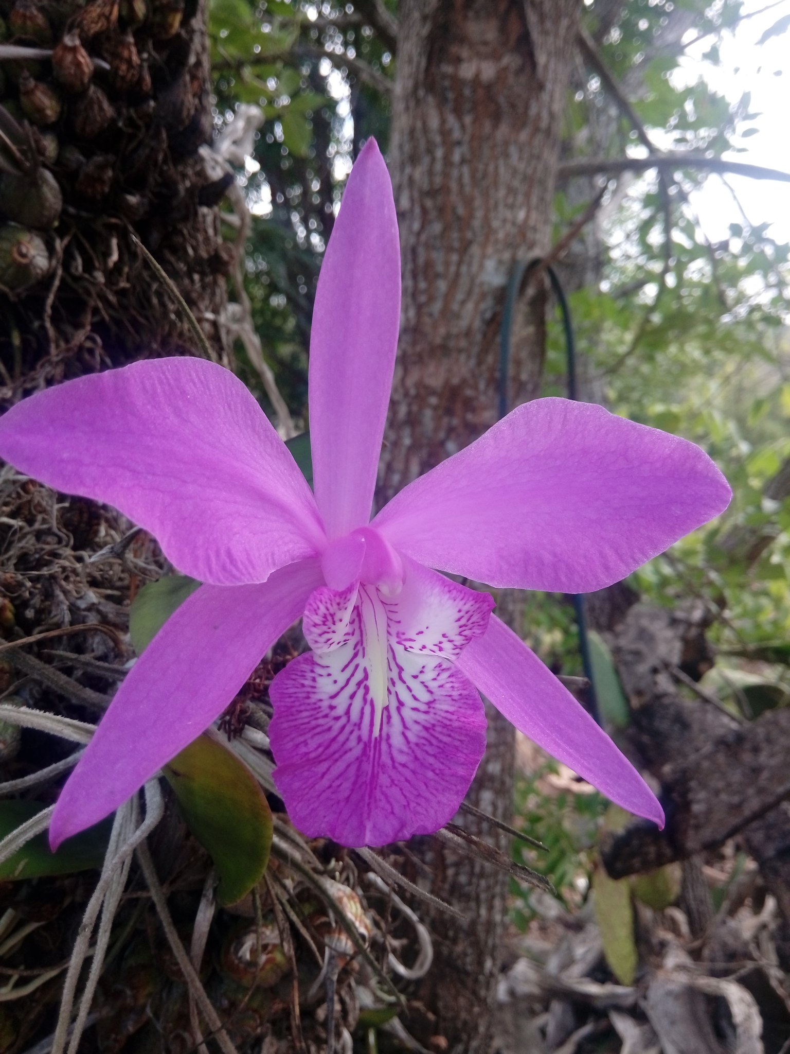 Top 97+ orquidea flor de mayo