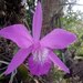 Mayflower Orchid - Photo (c) ribe16, some rights reserved (CC BY-NC)
