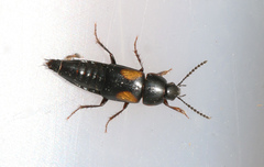 Tachinus subterraneus